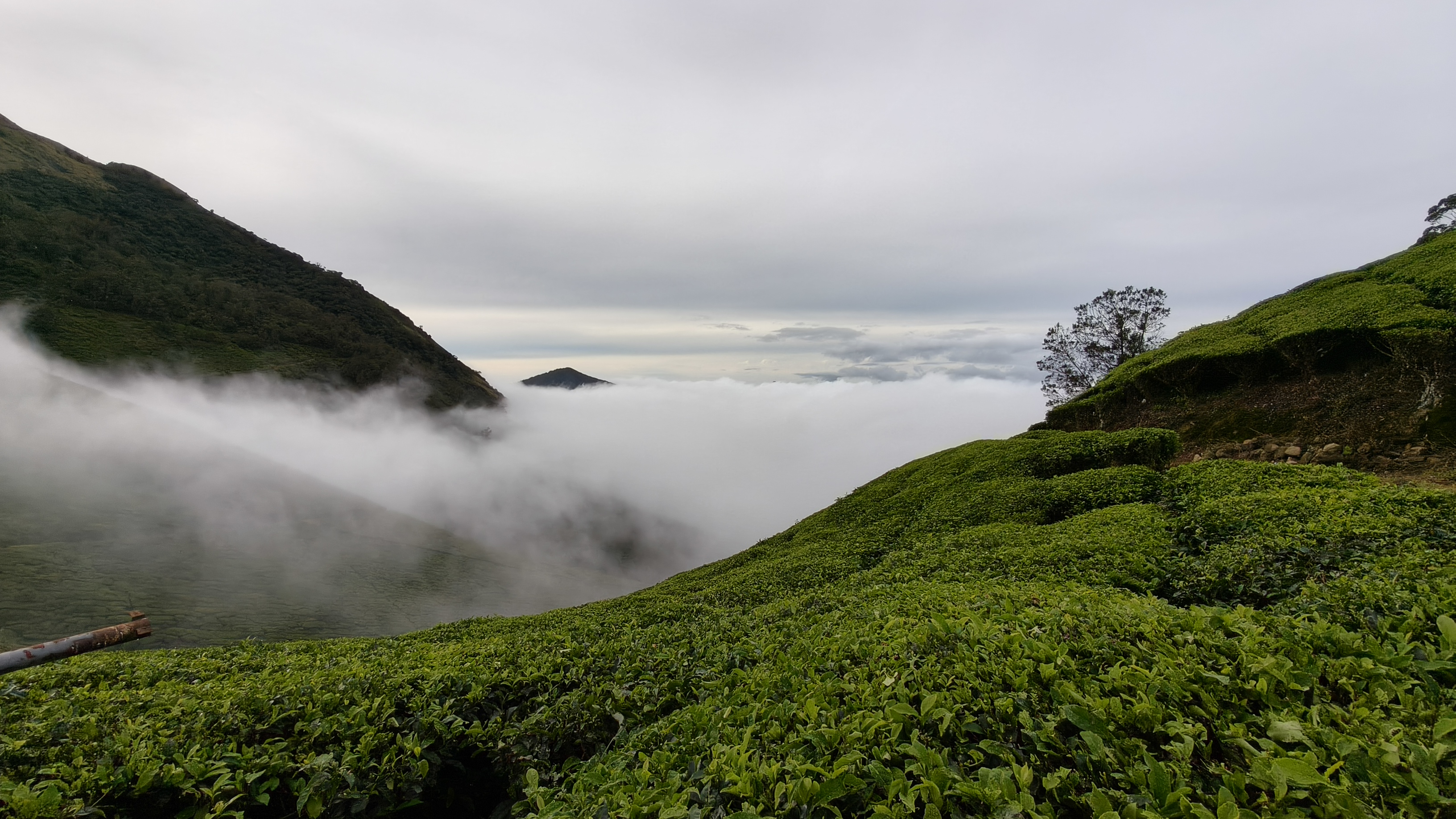 Kolukkumalai tea estate hills with dense fog rising between mountain gaps